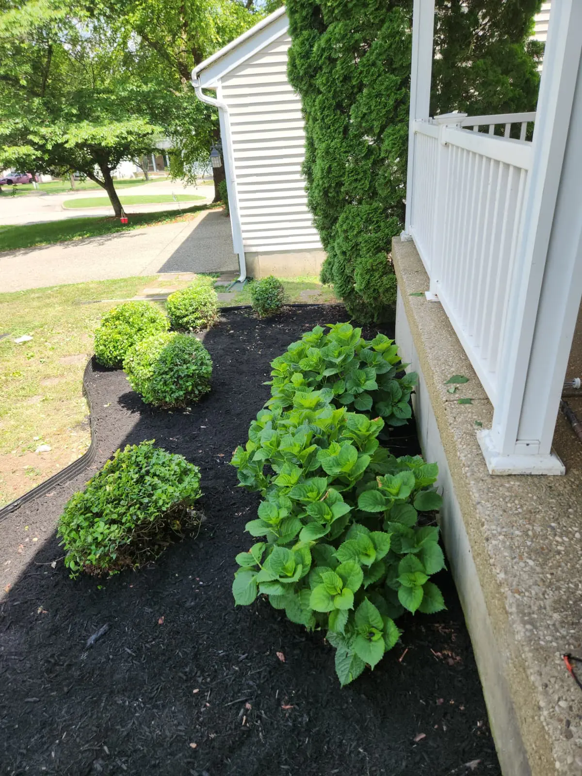 Fresh black mulch bed with clipped boxwood balls and hydrangeas along a white porch foundation